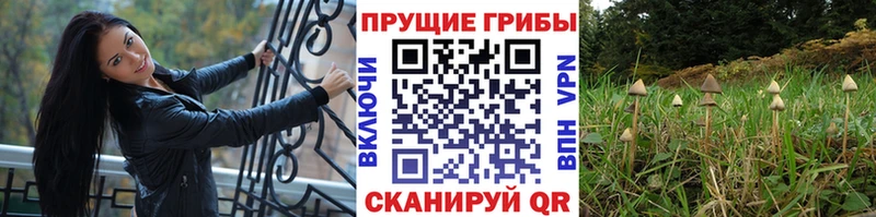 Псилоцибиновые грибы Psilocybine cubensis Краснотурьинск